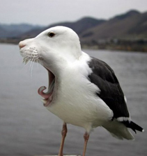Seagull Mixed with Yawning Vermin